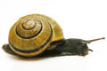 Cepaea nemoralis Czech Republic adult